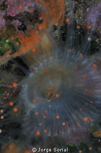 Orange ball anemone. Can only be seen at night. by Jorge Sorial 